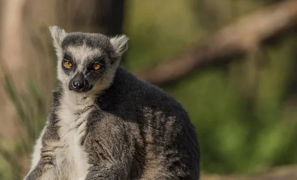 Macaco-limão à noite ensolarado e fundo verde — Fotografia de Stock