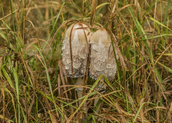 녹색 숲에서 Coprinus 버섯 — 스톡 사진