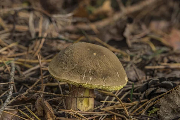 Xerocomellus chrysenteron mantar iğneler ormandaki