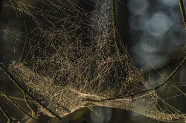 Kladska gölet yakınındaki gümüş ve altın örümcek ağı