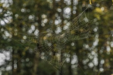 Kladska gölet yakınındaki gümüş ve altın örümcek ağı