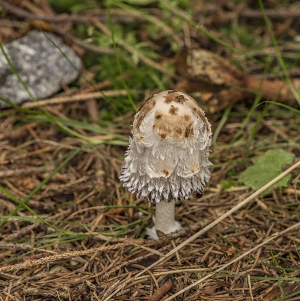 Inktzwam paddestoel in groene woud — Stockfoto