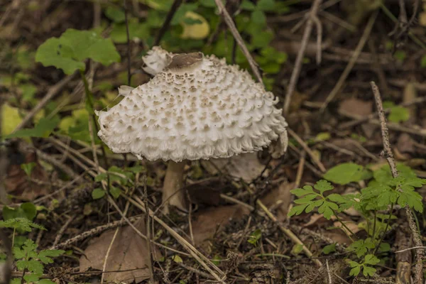 Giftige grote parasolzwam in herfst bos — Stockfoto