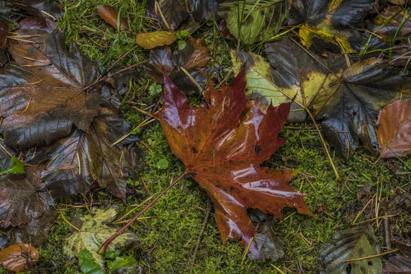 Renk yeşil yere sonbahar günü yapraklar.