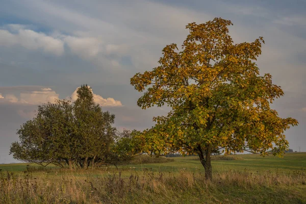 Soirée avec arbre au parc national Slavkovsky les — Photo