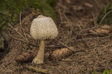 Sonbahar ormanda zehirli şemsiye mantar
