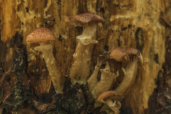 Медовый грибок на дереве в утреннем лесу — стоковое фото