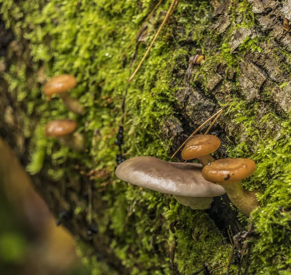 Cogumelo venenoso em velho tronco de árvore caída — Fotografia de Stock