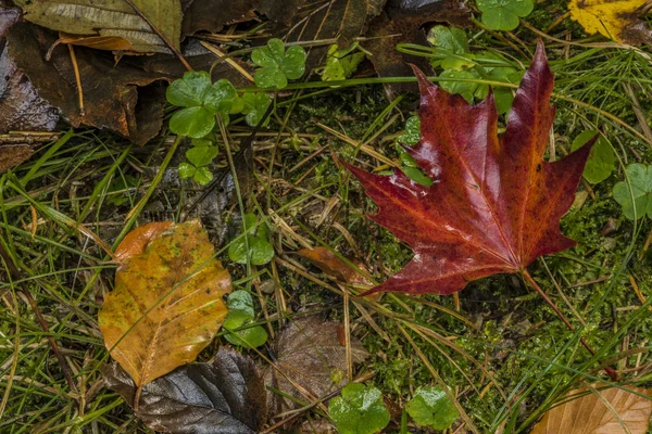 색상 녹색 지상에가 날에 잎 — 스톡 사진