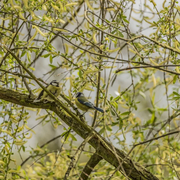 Chickadee pájaro en el árbol en primavera día soleado —  Fotos de Stock