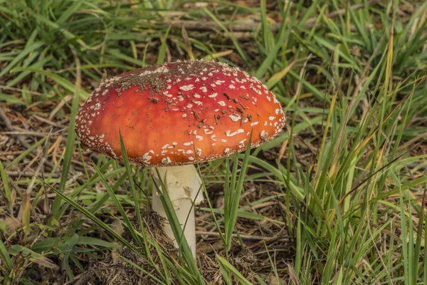 Amanita Muscaria paddestoel in groen gras — Stockfoto