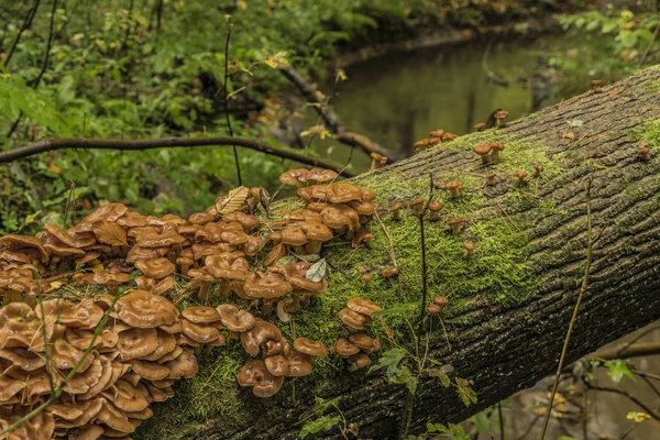 Tronco Abedul Podrido Otoño — Foto de stock © Nadine123 #320946736