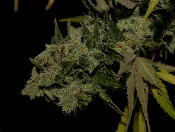 AK-47 mängd medicinsk marijuana — Stockfoto
