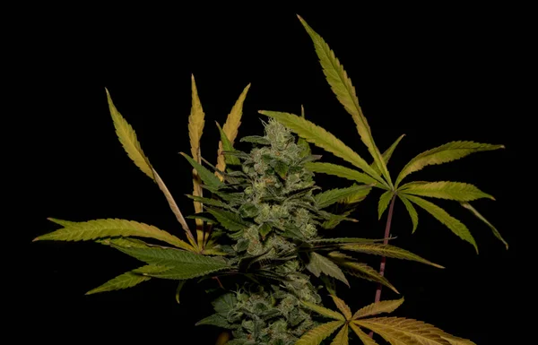 Ak-47 各种医用大麻与颜色的树叶 — 图库照片