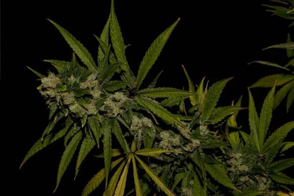 AK-47 mängd medicinsk marijuana med färg leafs — Stockfoto