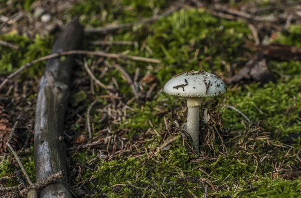 Vit grön giftig svamp i moss — Stockfoto