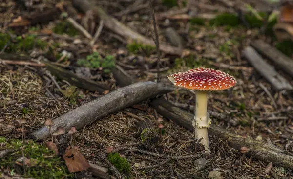 鹅膏菌蝇蘑菇在日落森林 — 图库照片