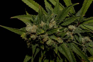 AK-47 çeşitli tıbbi esrar