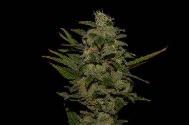 AK-47 çeşitli tıbbi esrar