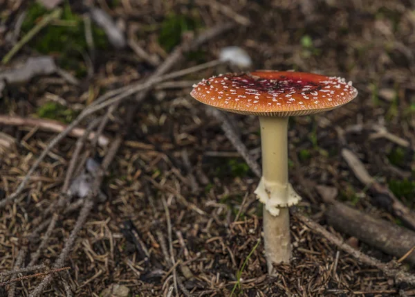 일몰 숲에 버섯 할당 버섯 — 스톡 사진