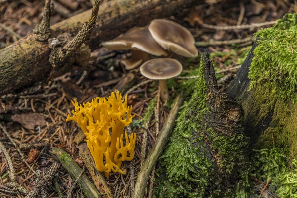 Cogumelo Ramaria com musgo verde no dia de outono — Fotografia de Stock