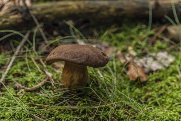 Гриб Boletus в красивом осеннем лесу — стоковое фото