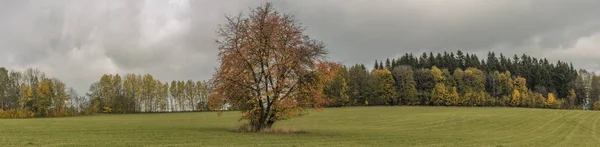 Pola i łąki w pobliżu wsi Roprachtice z wiśniowego drzewa — Zdjęcie stockowe