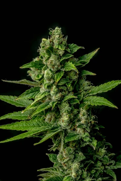 AK-47 mängd medicinsk marijuana — Stockfoto