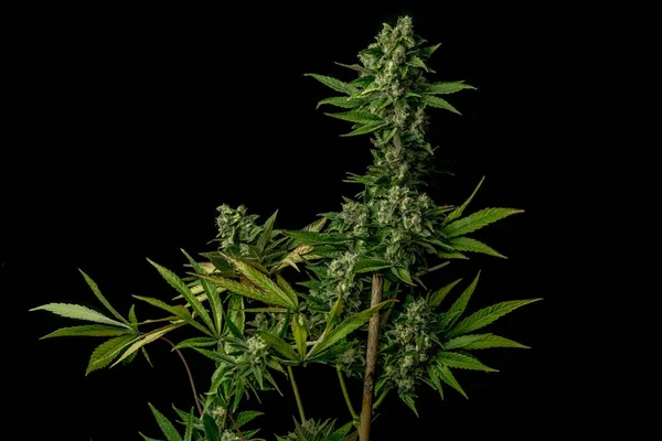 AK-47 verscheidenheid van medische marihuana — Stockfoto