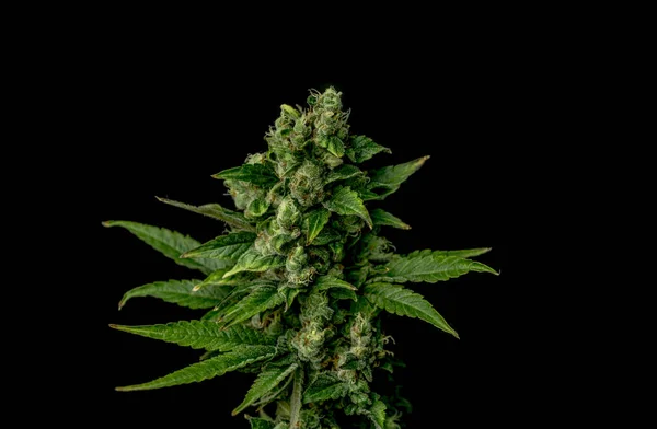 AK-47 varietà di marijuana medica — Foto Stock