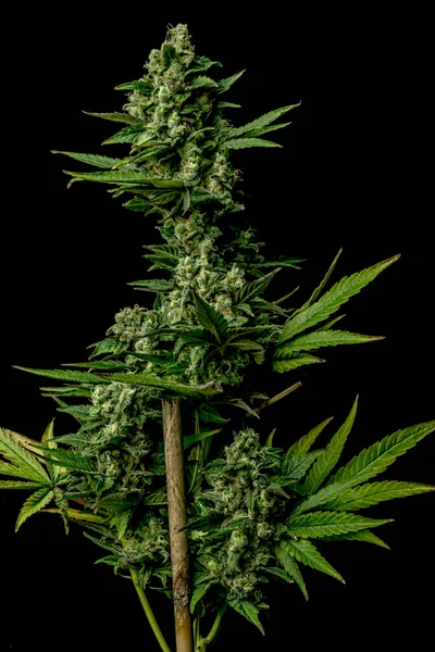 AK-47 mängd medicinsk marijuana — Stockfoto