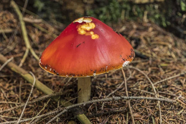 맑은 숲에서 버섯 할당 버섯 — 스톡 사진