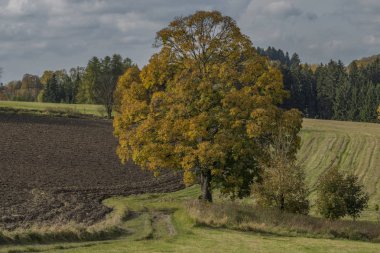 Alanlar ve Roprachtice Köyü yakınındaki çayır