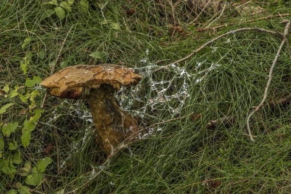 Fungo di Boletus in bella foresta di autunno — Foto Stock