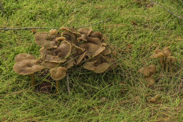 Funghi marroni in erba verde — Foto Stock