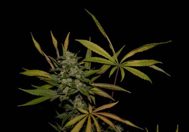 AK-47 çeşitli tıbbi esrar ile renk yapraklar