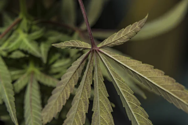Violettes und grünes Blatt auf ak-47 Marihuana-Sorte — Stockfoto