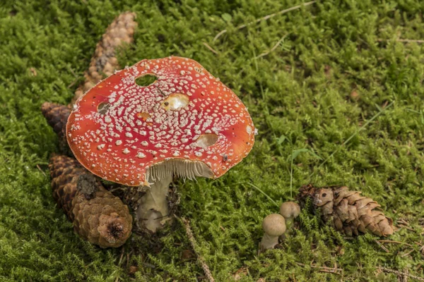 Amanita muscaria cogumelo na grama verde claro — Fotografia de Stock
