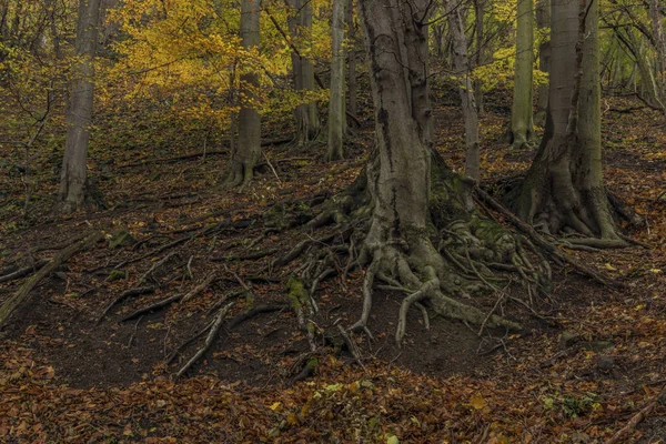 Floresta no vale de Prucelska sobre o rio Labe — Fotografia de Stock
