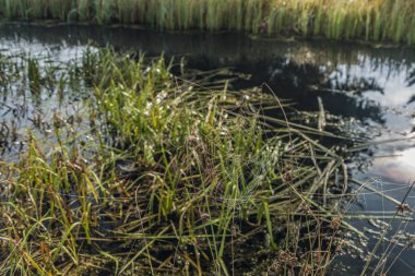 Kladska köyü yakınındaki gümüş örümcek ağı