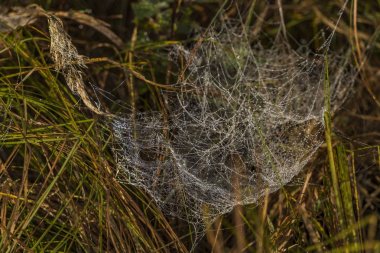 Kladska gölet ve köy yakınındaki gümüş ve altın örümcek ağı