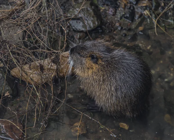 Coypu eating bread in winter river — Stock Photo, Image