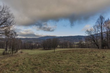 Jizerske dağlar yolunu yakınındaki çayır huş ağacı