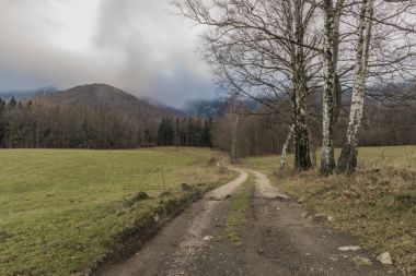 Jizerske dağlar yolunu yakınındaki çayır huş ağacı