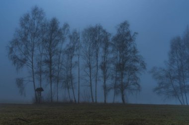 Orman ve ağaç Prachatice town yakınındaki