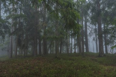 Orman ve ağaç Prachatice town yakınındaki
