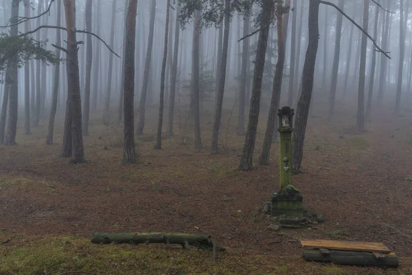 森とプラハティツェの町の近くの木 — ストック写真