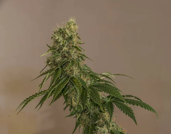 Salbei Vielfalt von medizinischem Marihuana — Stockfoto