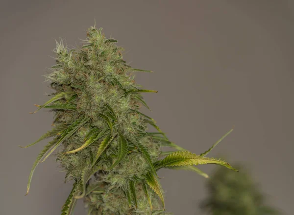 Sage mängd medicinsk marijuana — Stockfoto