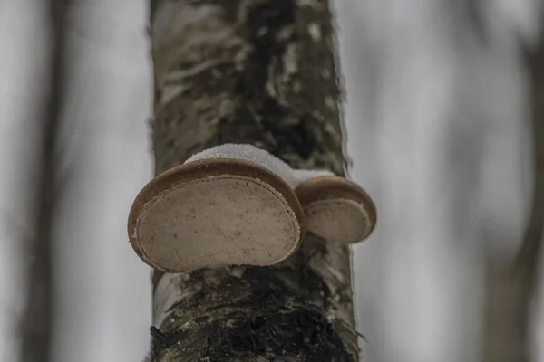 Cogumelo de poliporo em dia escuro frio de inverno — Fotografia de Stock